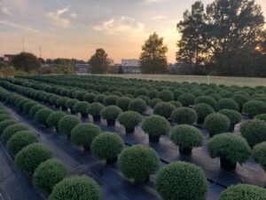 A field of growing poinsettias