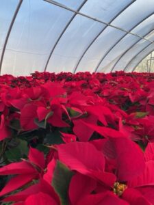 Poinsettias in a greenhouse