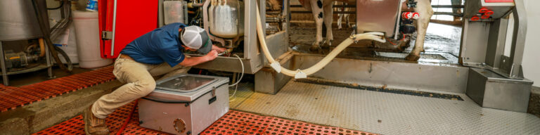 a student checks the milking machine in use with dairy cattle