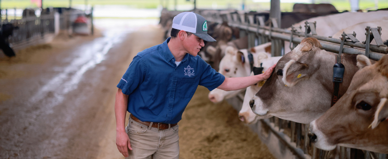 A man in a blue shirt pets a cow inside a barn on EKU's Meadowbrook Farm.