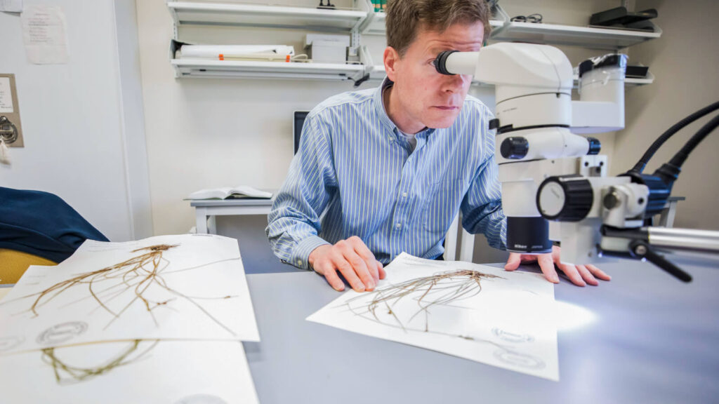 Person looking into a microscope observing a preserved dried plant on paper. 