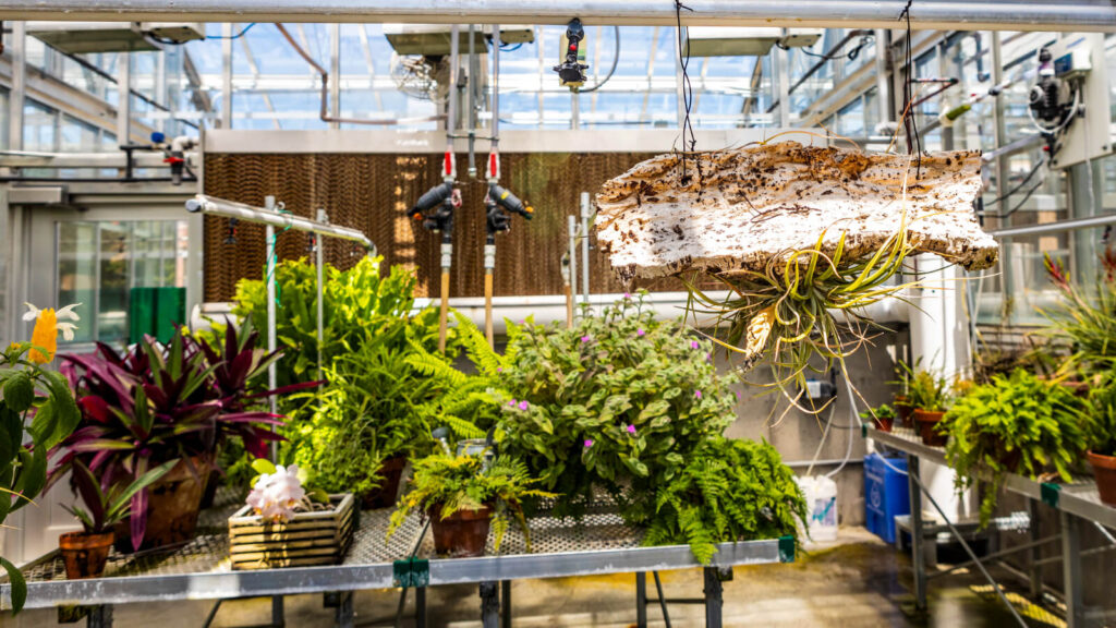 Photo of inside a greenhouse with different variations of lively plants