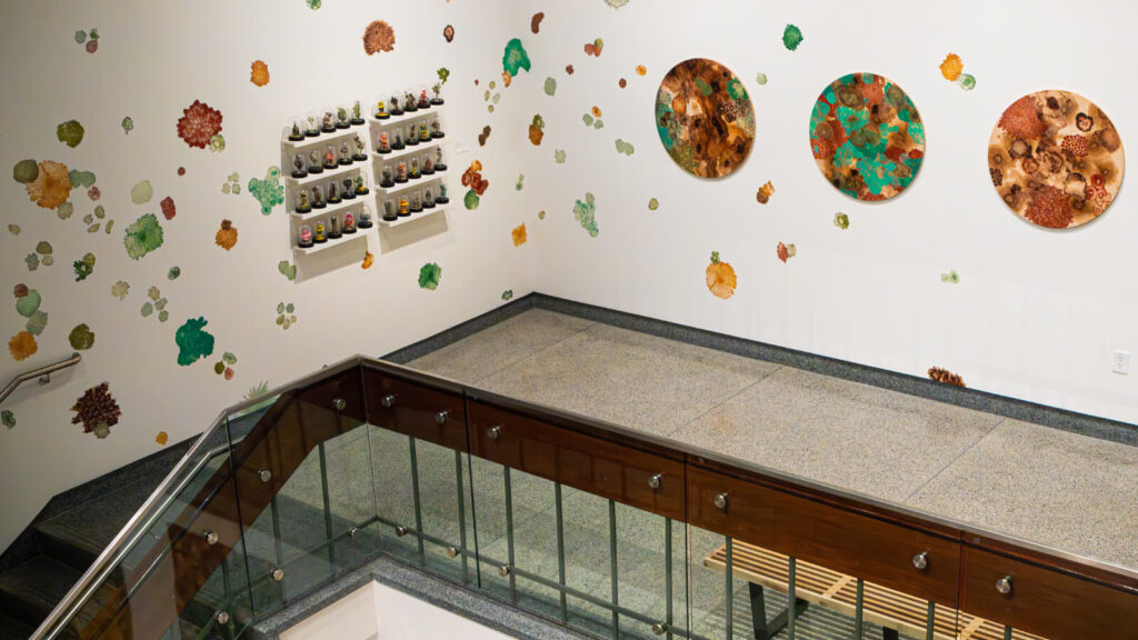 Over head view inside EKU's Giles Gallery showcasing small pottery under glass domes on shelves on the wall and orange, rust, bronze and shades of green splotches painted on the wall.