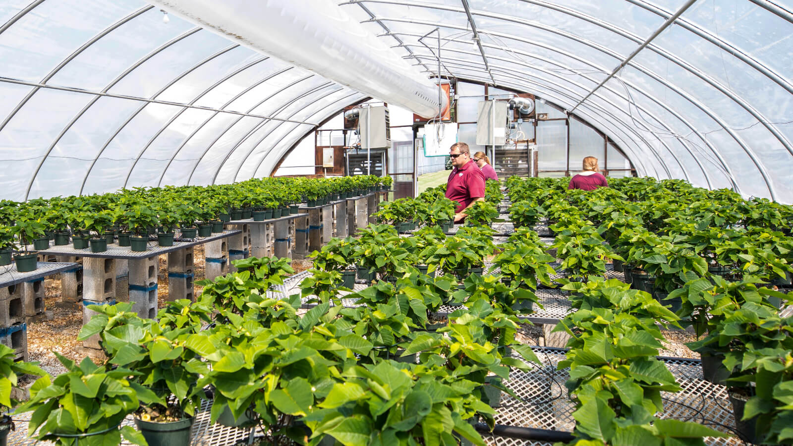 Photo on the inside of an on-campus greenhouse full of plants with students walking throughout 