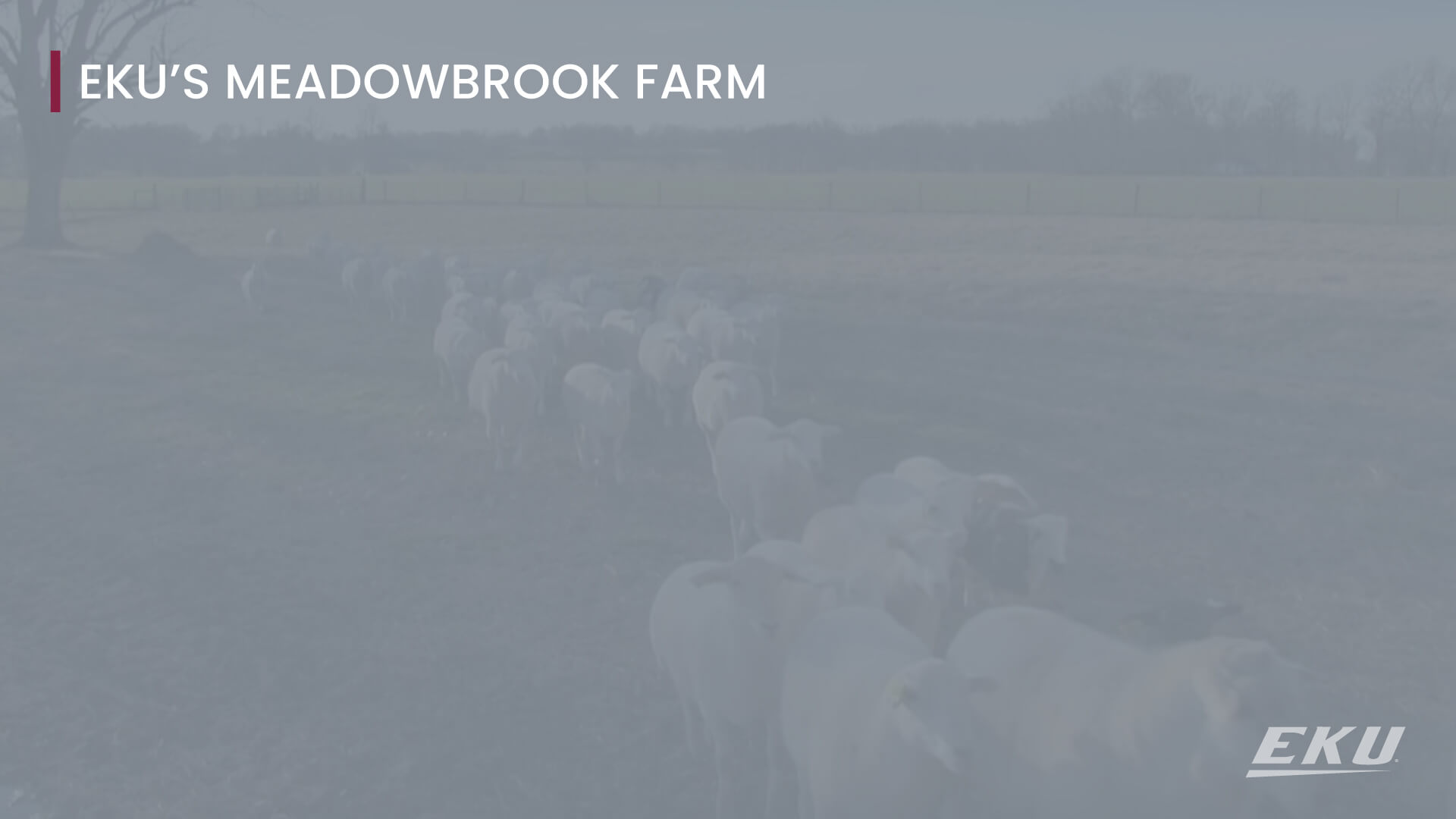 text that says EKU's Meadowbrook Farm with an image of sheep in a green field walking towards something out of camera frame