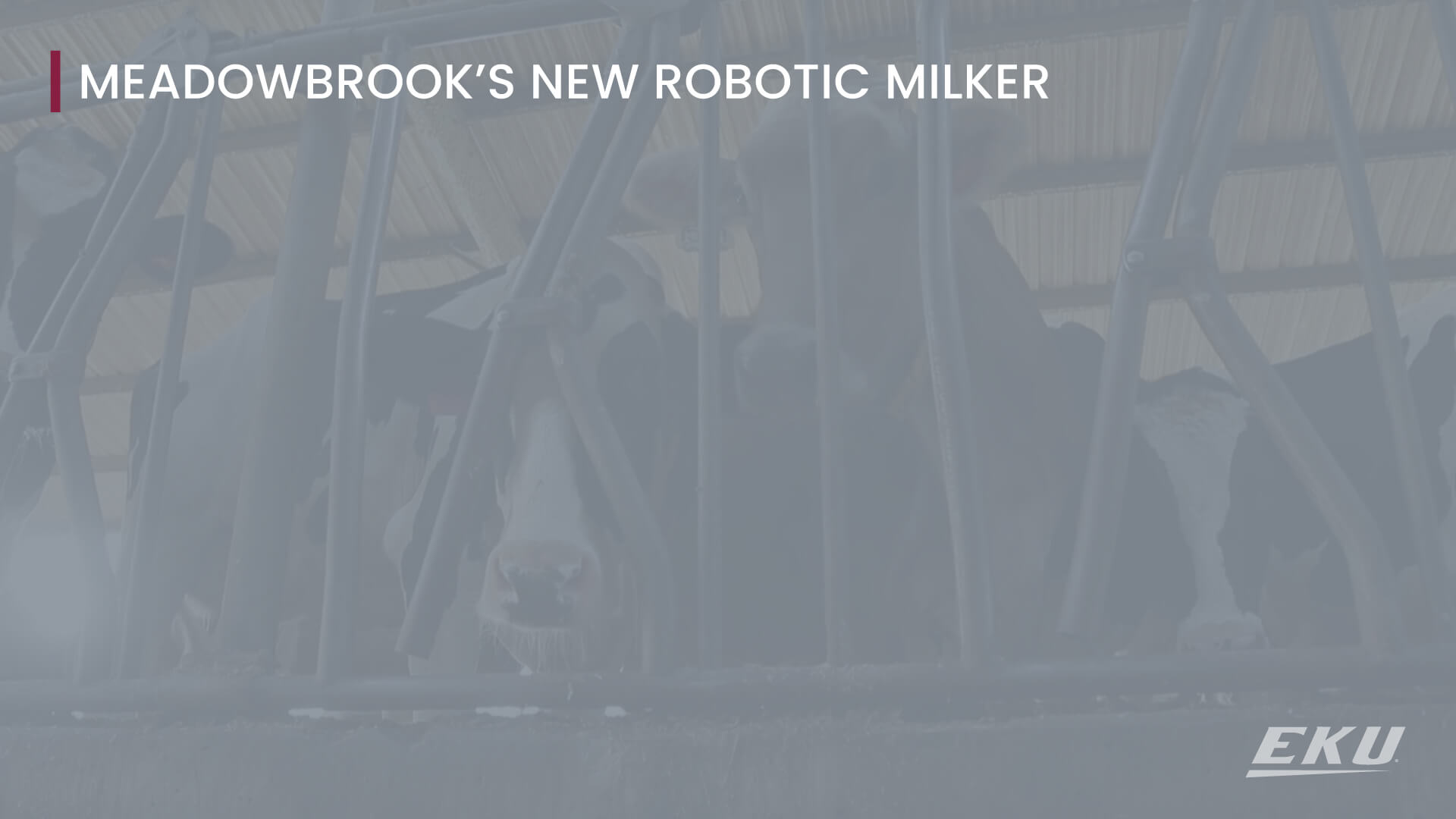 text that says Meadowbrook's New Robotic Milker with a image of cows in a barn holding station looking at the camera behind metal gate